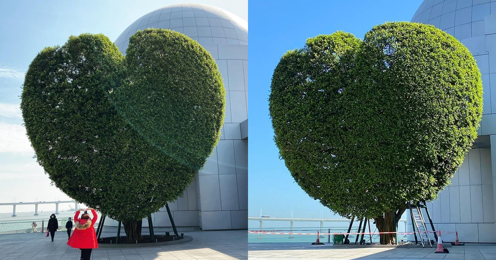 【澳門】澳門科學館大熱心形樹 情侶最愛打卡地點