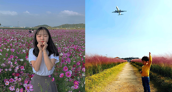 【韓國】仁川超壯麗波斯菊花海 瘋狂打卡仲可以影到飛機