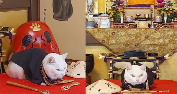 【日本】貓奴必去神社!快啲帶埋罐罐去參拜貓住持