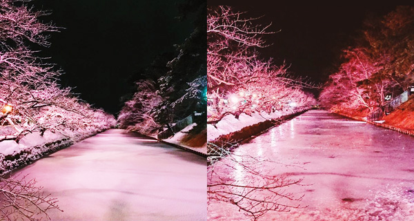 【日本好去處】青森弘前公園冬天夜櫻雪景 唔係春天先去得!
