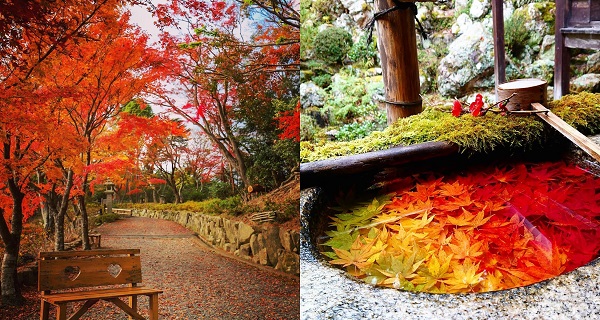 【日本好去處】京都超靚漸變楓葉 睇埋手水舍色彩繽紛嘅花！