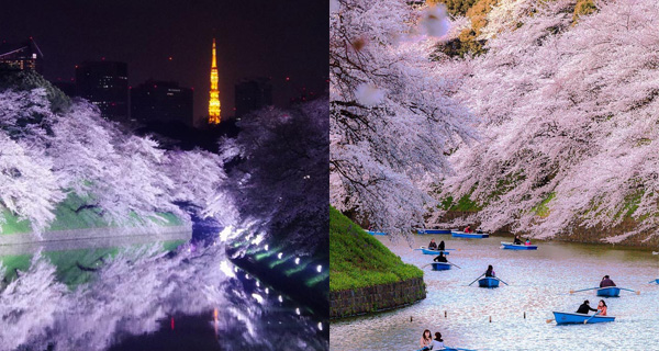 【日本好去處】東京第一夜櫻名所!搭船欣賞千鳥之淵美景!