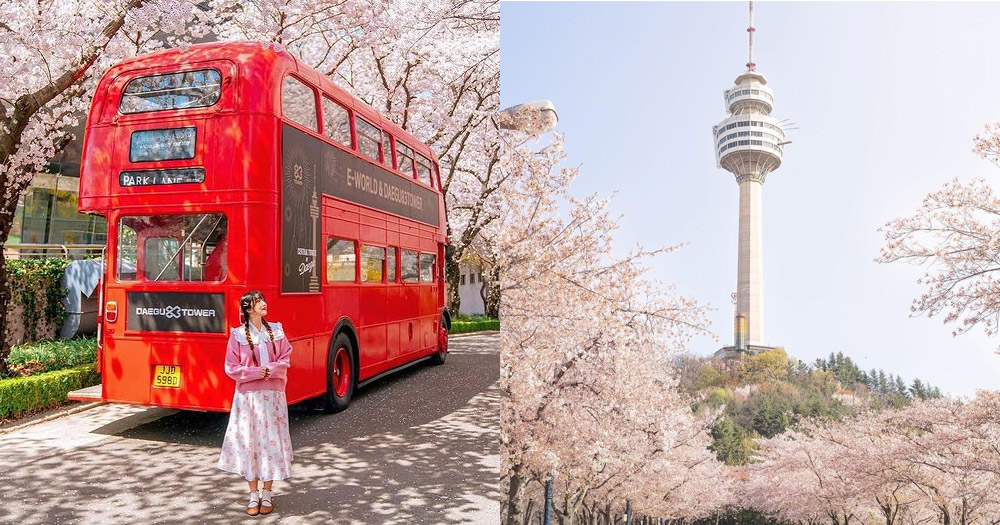 [Korea Travel Destination] Must-visit for cherry blossom viewing in Daegu: E-World! The entire amusement park is surrounded by cherry blossoms!