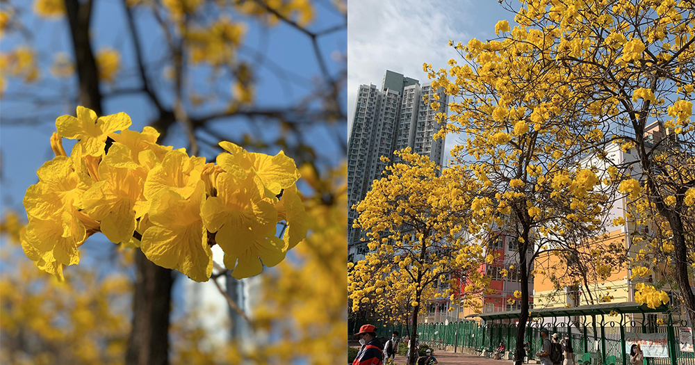 【香港】黃花風鈴木季節又到啦～春天係時候賞花喇喂！
