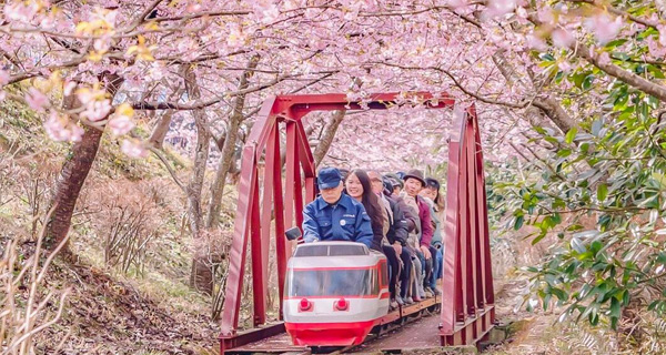 【日本好去處】神奈川縣松田町~可愛小火車穿梭櫻花隧道!