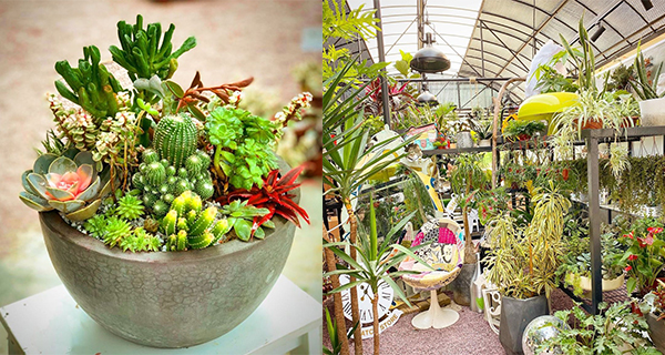 【香港】大埔仙人掌植物園!免費入場參觀、植物工作坊
