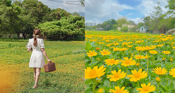 【上水好去處】超靚小野菊花海!佔地四個足球場咁大!
