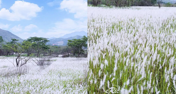 【香港】粉嶺坪洋村白茅草田盛放，假日郊外+情侶拍拖好去處