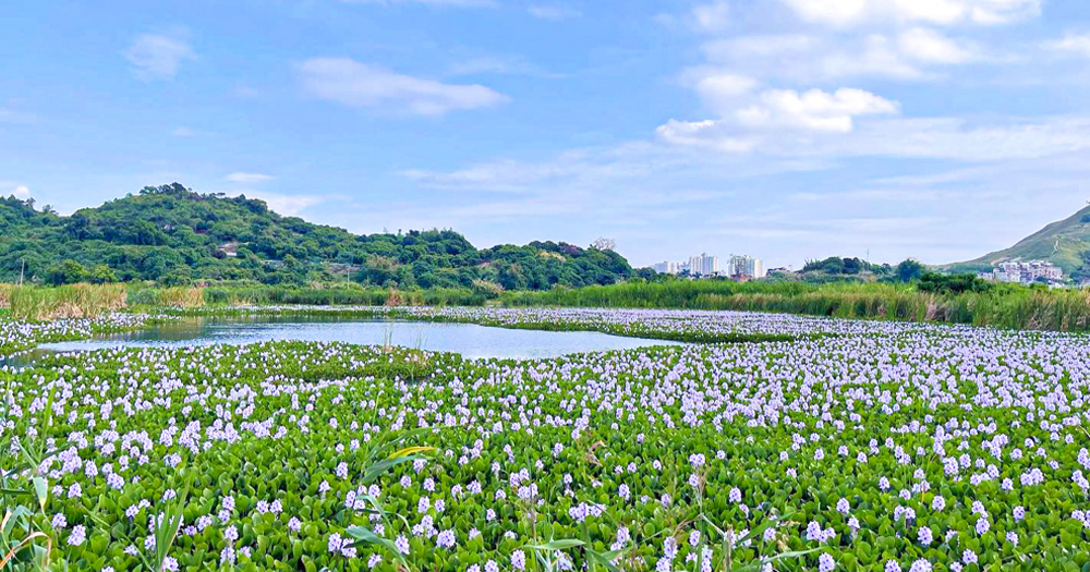 【元朗賞花2023】豐樂園鳳眼藍花打卡必去!即睇交通詳情!