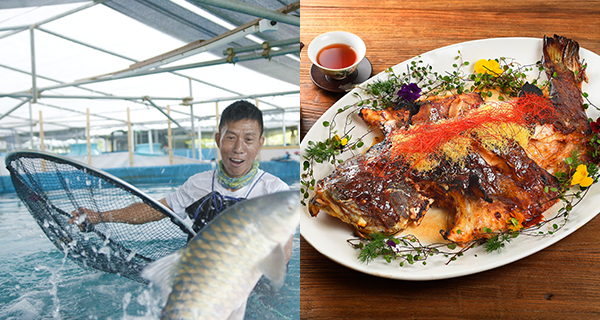 【香港】西環餐廳X環保漁場星級魚宴，水中黃金忘不了魚+國寶級墨瑞鱈