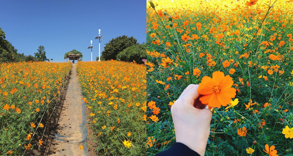 【韓國好去處】打卡位必到!​ ​首爾奧林匹克公園波斯菊花田​ ​秋天限定
