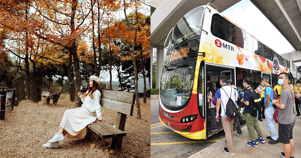 【香港】大棠楓香林睇紅葉!港鐵特設紅葉專車!
