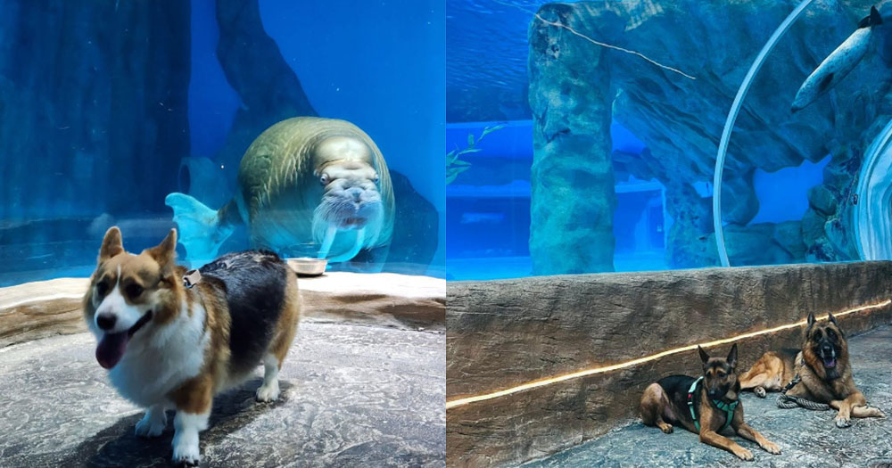 【香港】同毛孩一齊暢玩海洋公園!愛犬免費入場!