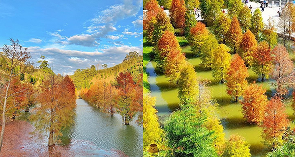 【台灣】苗栗三灣落羽松 黃綠紅色漸層樹林仙境