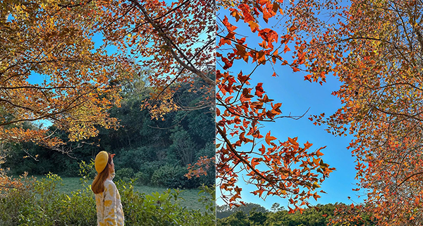 【香港紅葉2023】荃灣深井隱世農莊紅葉林，1個鐘路程+郊遊好去處