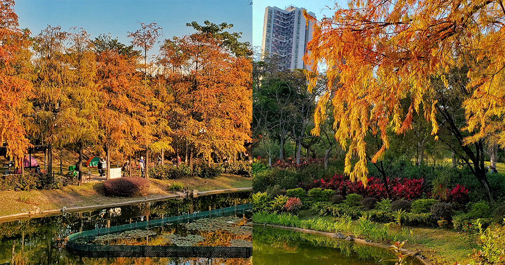 【青衣好去處】市區都有得睇轉紅落羽松！歐式庭園風格青衣公園~浪漫氛圍