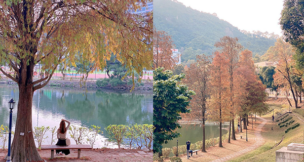 【香港好去處】中大未圓湖落羽松+金黃銀杏打卡，風景如畫+湖邊小徑悠閒漫步