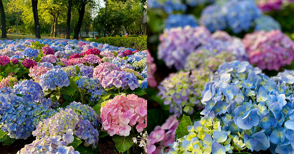【天水圍賞花2023】打卡必到繡球花海!免費入場有得睇!