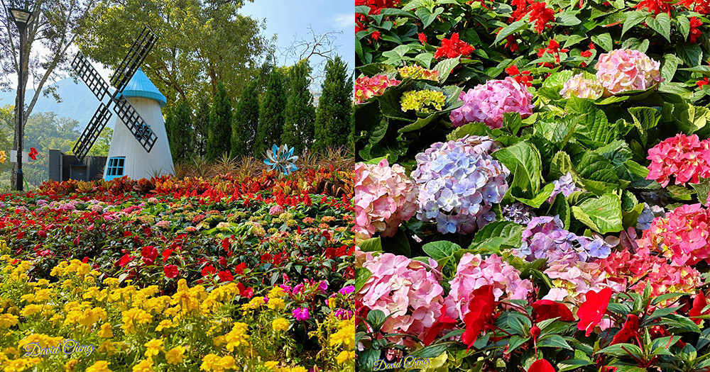 【屯門賞花2023】屯門公園繡球花花圃 超震撼花海~仲有藍白風車打卡位！