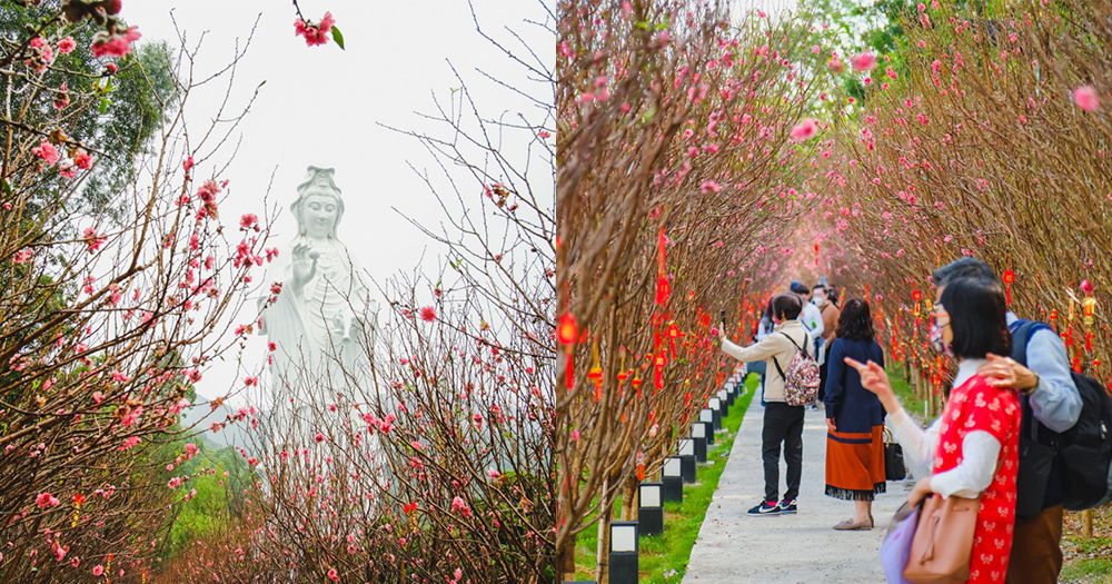 【香港】慈山寺賞桃花好去處~洗滌心靈/郊遊好去處+預約攻略