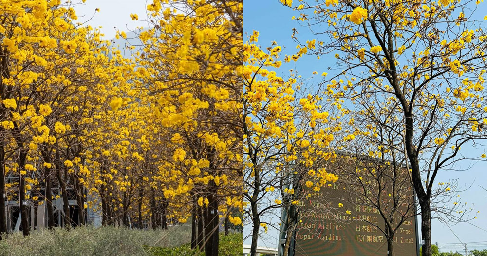【香港賞花2024】東涌赤臘角黃花風鈴木大道,打卡賞花好去處+附前往方法!