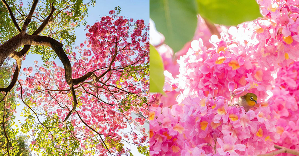【粉嶺賞花2023】紅花風鈴木提早開花！粉紅夢幻媲美日本櫻！
