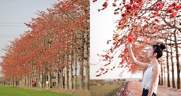 【台灣好去處】彰化春季限定木棉花道 形成一條火紅色林蔭
