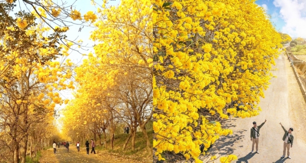 【Taiwan's great place to visit】Puzi River in Chiayi! Taiwan's most beautiful golden flower sea tunnel, a full kilometer for you to take pictures