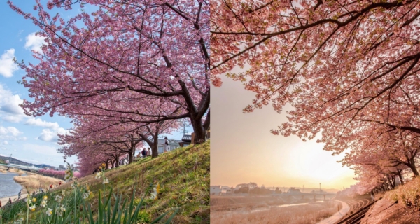[Japan Travel Destination] Nagoya's must-visit spot for cherry blossom viewing is along the Kogawa River! In March, the riverside is adorned with the beautiful and romantic blooming of the Kawazu cherry blossoms.