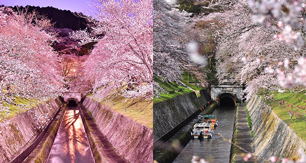 【日本好去處】京都琵琶湖疏水道觀光船 沿岸飽覽浪漫櫻花美景!