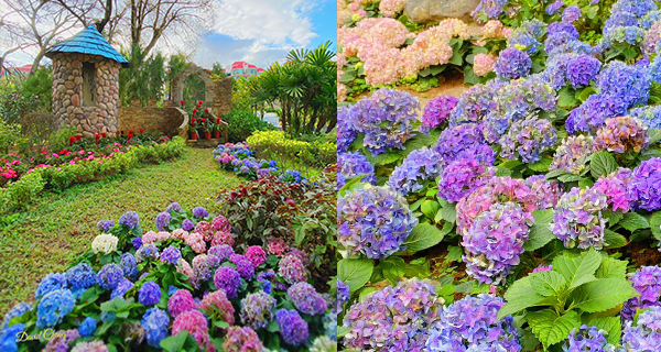 【香港賞花2024】元朗公園姆明小屋繡球花盛開，好似置身於北歐童話屋！