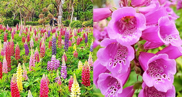 【天水圍賞花2023】魯冰花五彩繽紛，賞花打卡好去處！