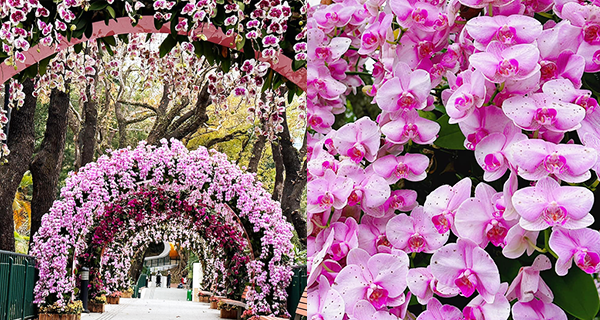 【中環賞花2023】動植物公園蘭花拱門隧道,賞花打卡好去處!