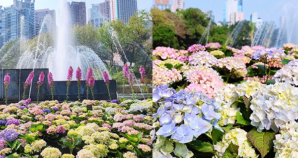 【中環賞花2023】動植物公園繡球花田，賞花打卡必去！