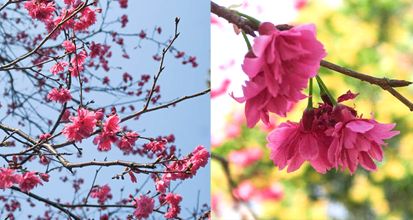 【長洲櫻花2023】關公忠義亭櫻花逐漸盛開，賞花打卡好去處！