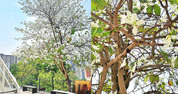 【荔枝角賞花2023】饒宗頤文化館唯美白花羊蹄甲樹!賞花打卡好去處