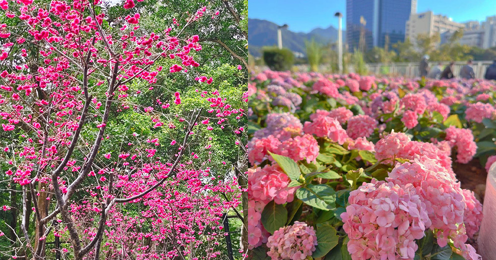 【香港賞花2023】繡球花、櫻花、風鈴木、鬱金香、杜鵑!全港12個賞花地點集合!