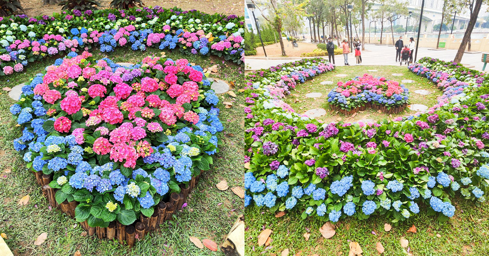 【青衣賞花2023】青衣海濱公園心形繡球花~夢幻浪漫花海打卡