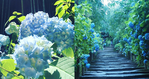 【日本好去處】迎接繡球花季~ 鎌倉明月院 欣賞日本初夏美!