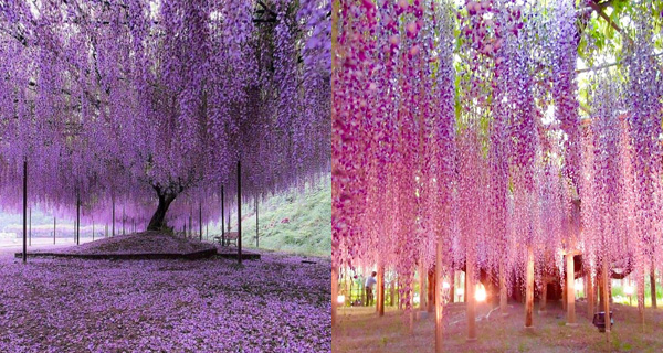 【日本好去處】東京近郊賞花必到打卡位~ 足利花卉公園超驚豔紫藤花隧道!