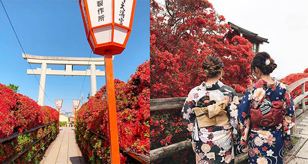【日本好去處】京都五月限定! 長岡天滿宮火紅色杜鵑隧道
