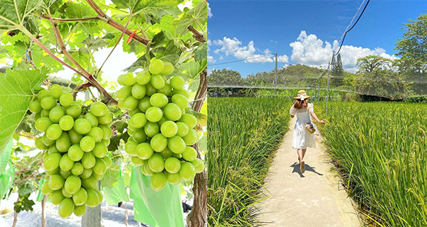 【元朗好去處】朗屏士多啤梨葡萄園任摘香印、巨峰提子！免入場費/附交通資訊！