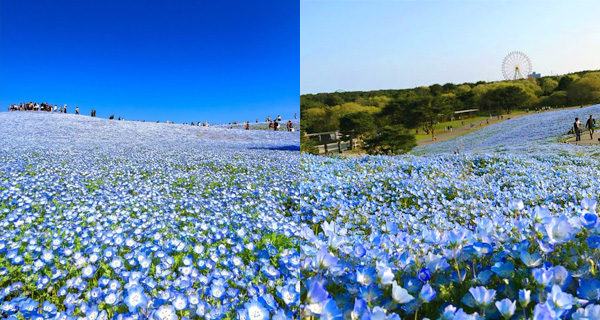 【日本好去處】東京近郊日立海濱公園 超靚粉蝶花藍海令你一見鍾情!