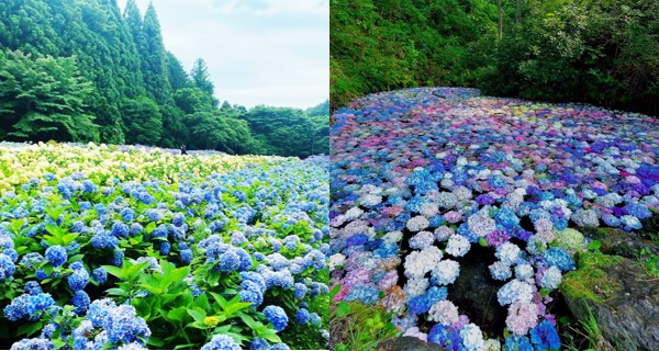 【日本好去處】花季限定！陸奧紫陽花園壯觀繡球花海 六月底起三萬株花爭妍鬥豔！