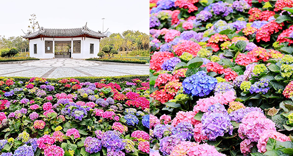 【上水賞花2023】北區公園庭院繡球花，賞花打卡好去處！