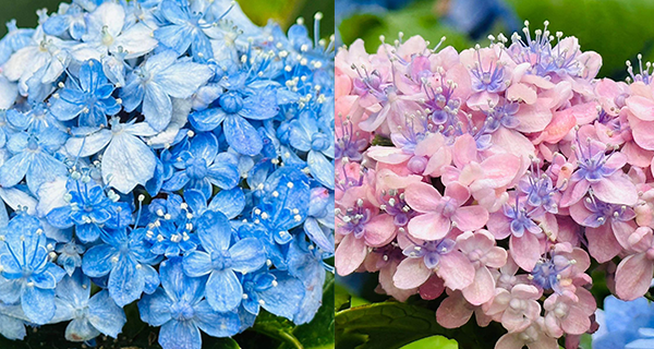【荔枝角賞花2023】荔枝角公園三河千鳥繡球花，精緻花蕊+夢幻漸變色