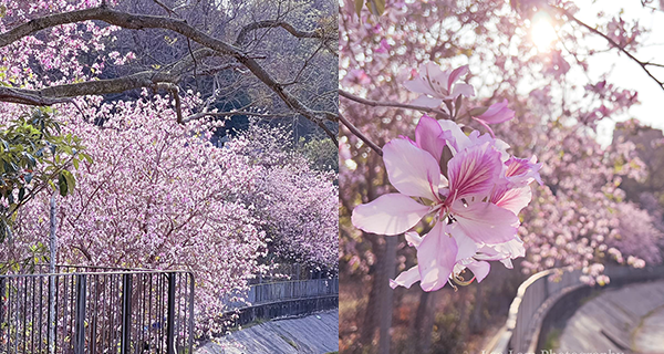 【屯門賞花2023】西鐵兆康站宮粉羊蹄甲盛開，屯門河畔賞花打卡好去處！