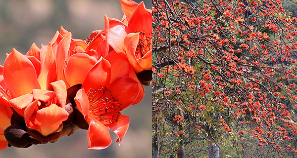 【香港賞花2024】屯門龍鼓灘木棉花大道！賞花打卡好去處！