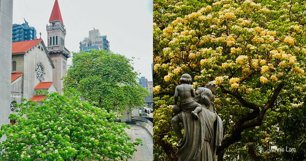 【香港賞花2024】太子道西唯美魚木花海盛放~打卡歐陸feel嘅小教堂背景！