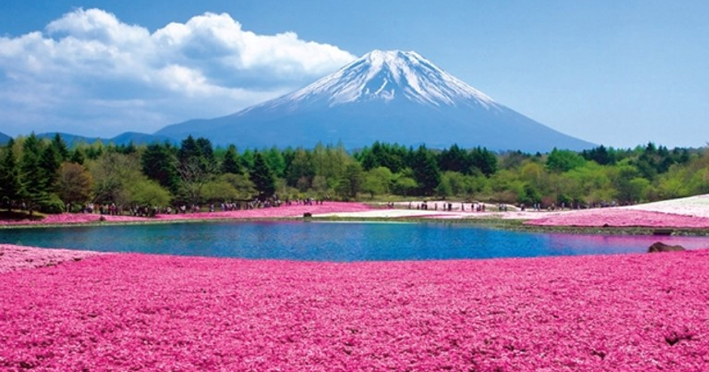 【日本好去處】富士山河口湖町富士芝櫻祭 春季限定桃紅花海